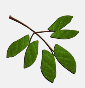 Mopani Logo